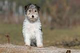 FOX TERRIER 458